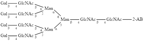 A4G4 glycan, 2-AB labelled